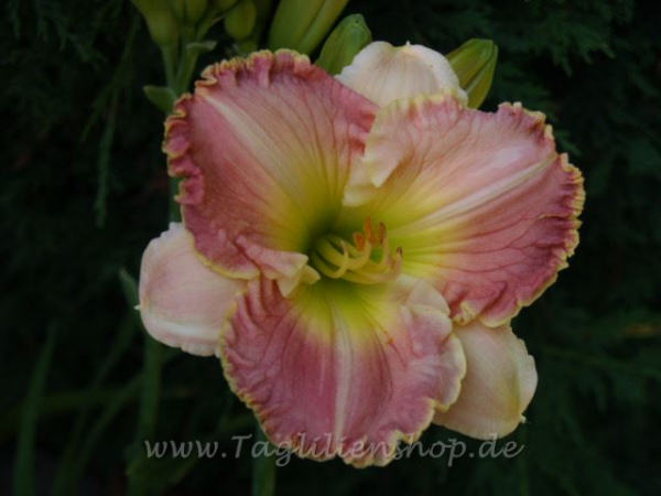 Daylily Elegant Universe