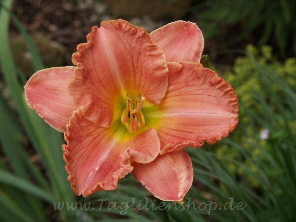 Taglilie Elegant Wizard