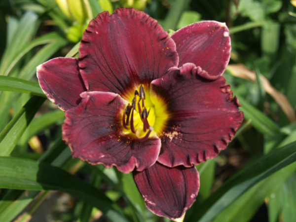 Daylily Energized Simplicity