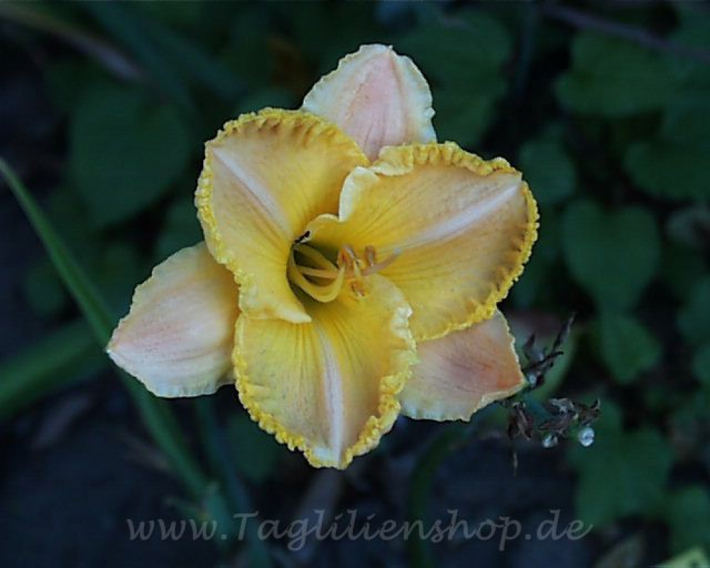Daylily Ever Delightful