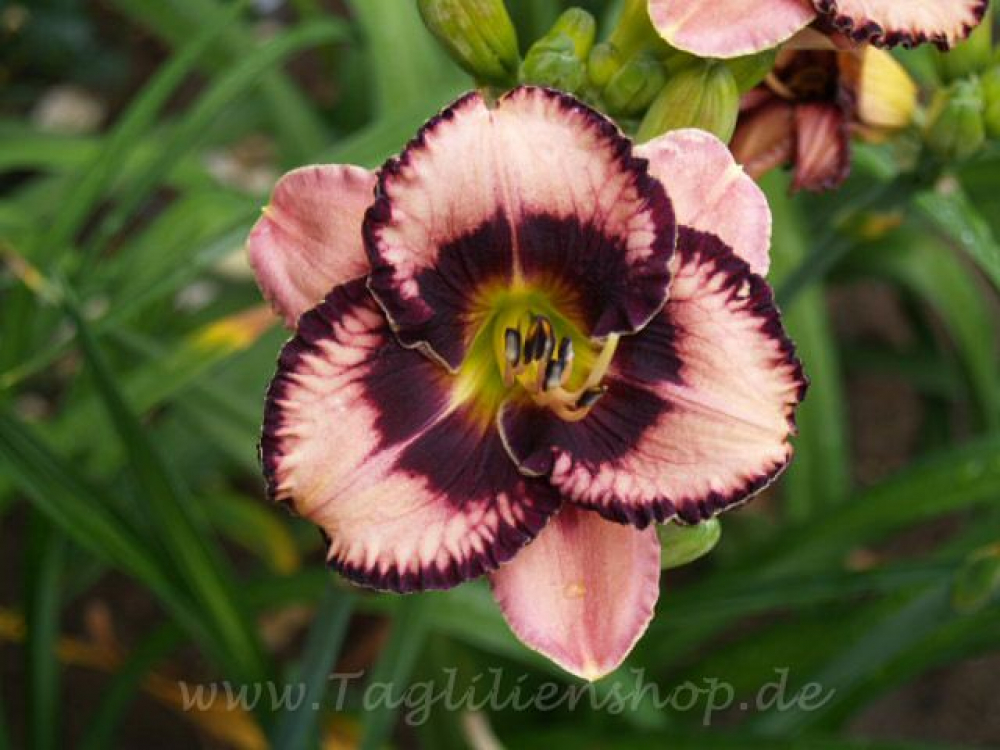 Daylily Exotic Treasure