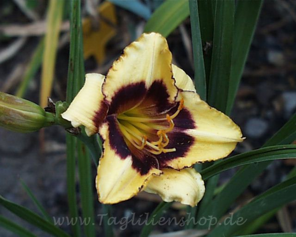 Daylily Eyelashes