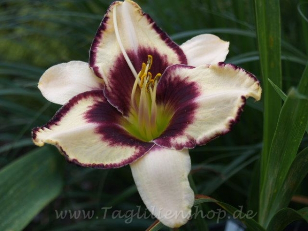 Daylily Eyes of Comfort