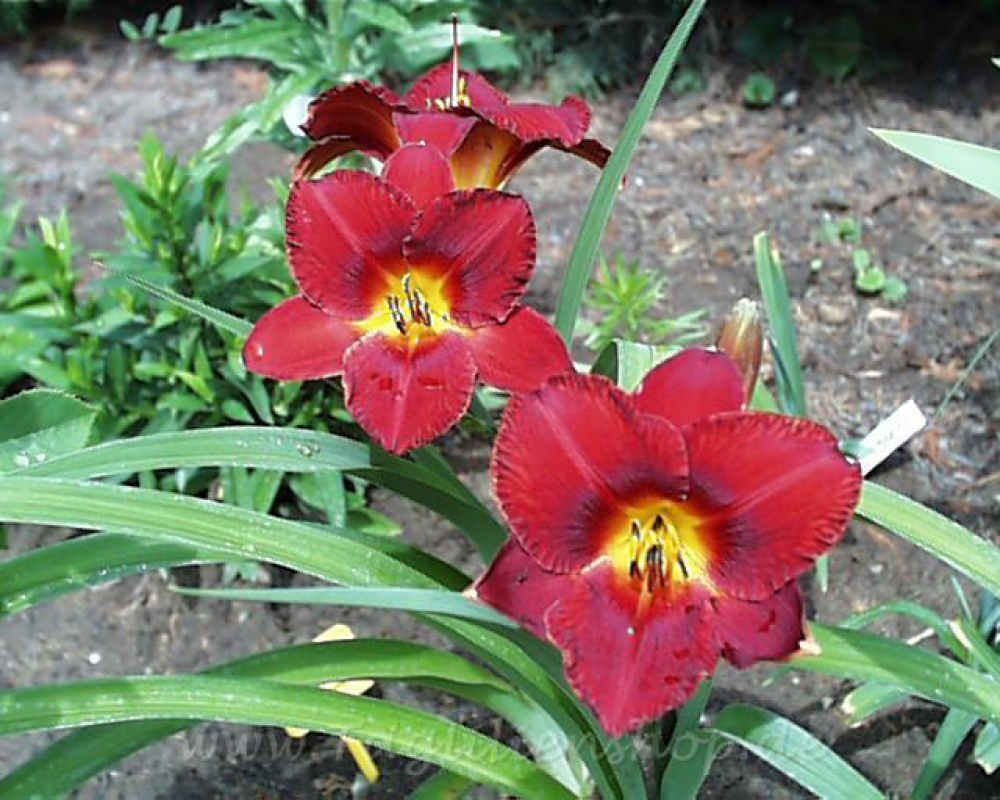 Daylily Fire Music