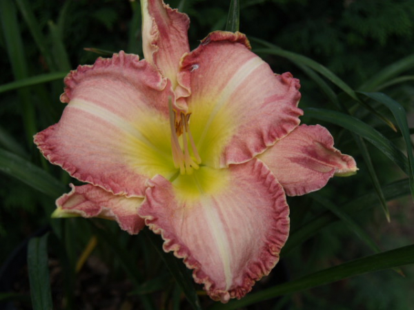 Daylily Forbidden Kiss
