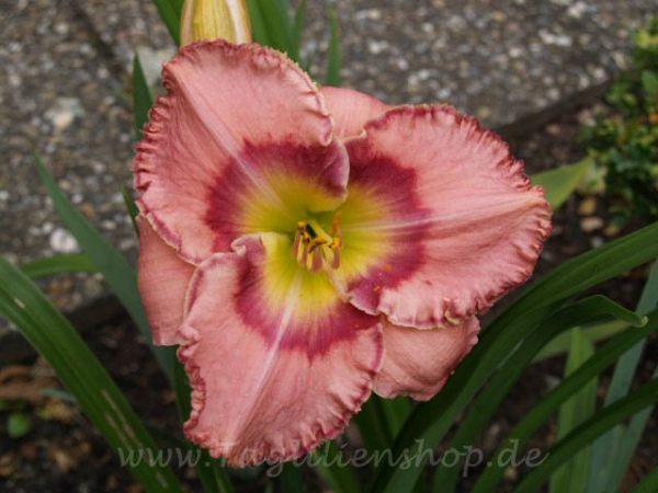 Taglilie Garden Special