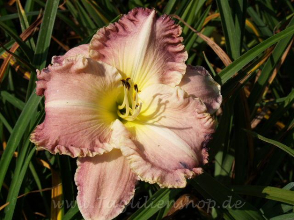 Taglilie Geneva Iced Orchid