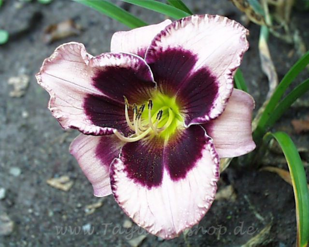 Daylily Gillian
