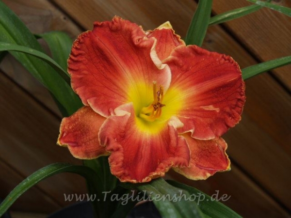 Taglilie Glory In Red