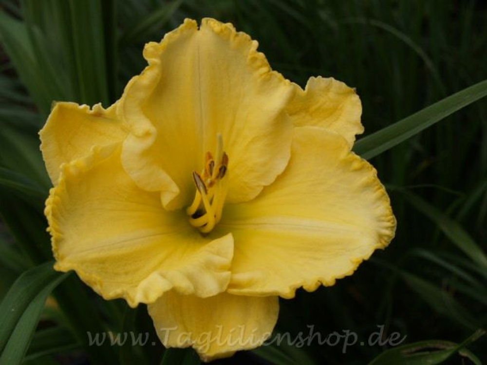 Daylily Golden Throne