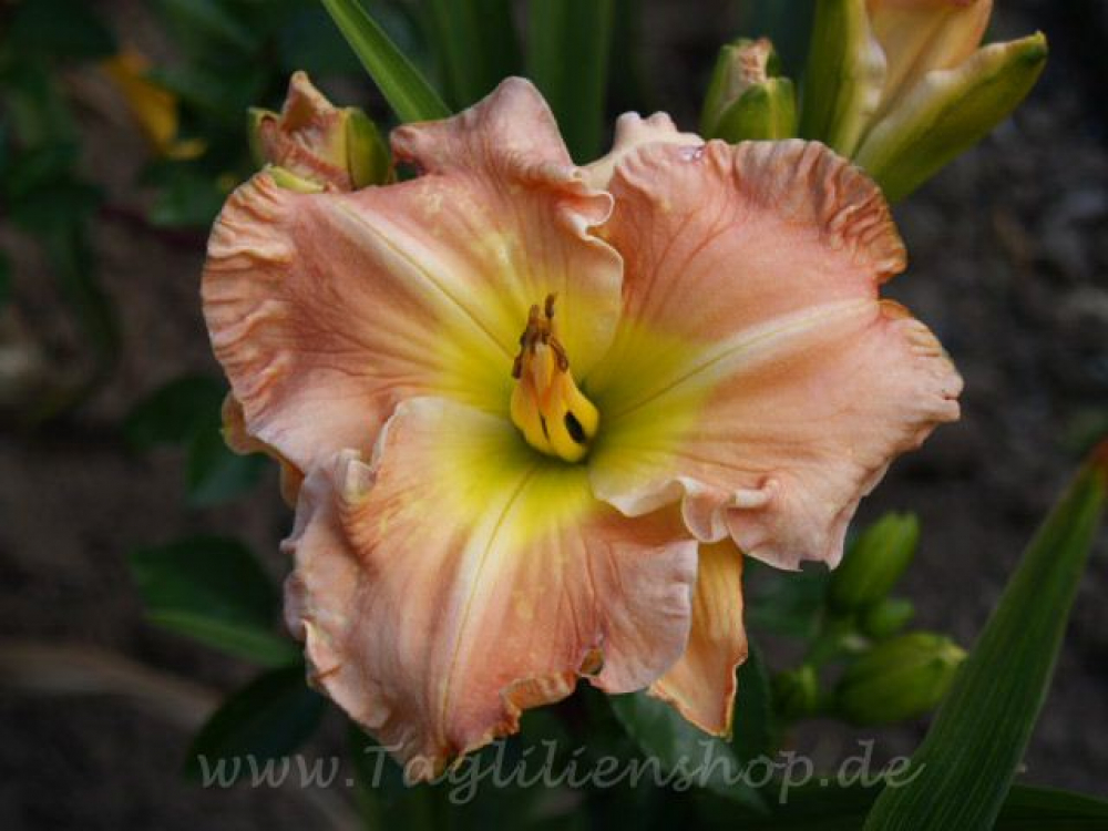 Daylily Heaven Can Wait