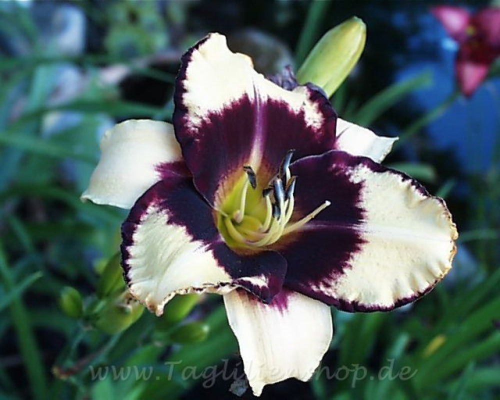 Taglilie Jamaican Me Crazy