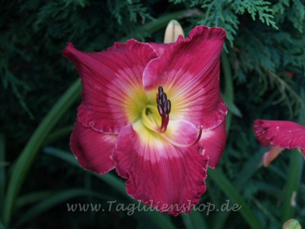 Daylily Joan Derifield