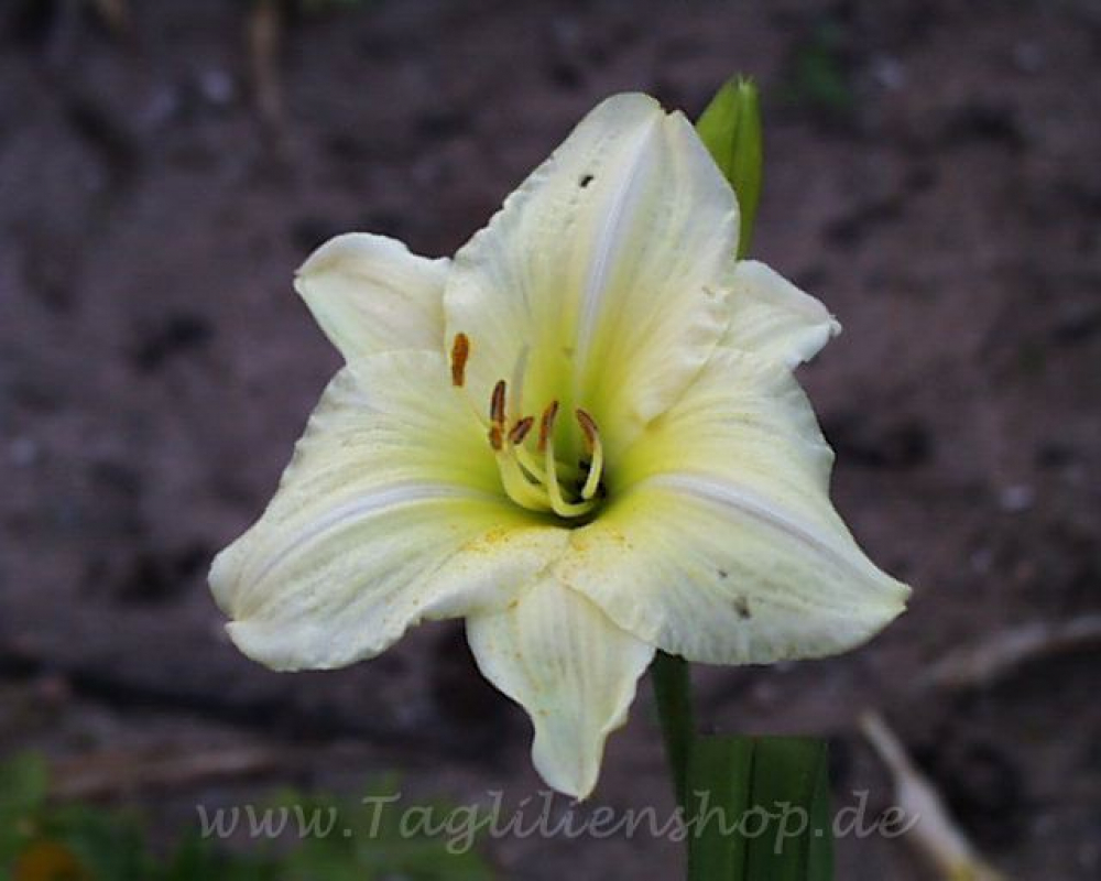 Daylily Joan Senior