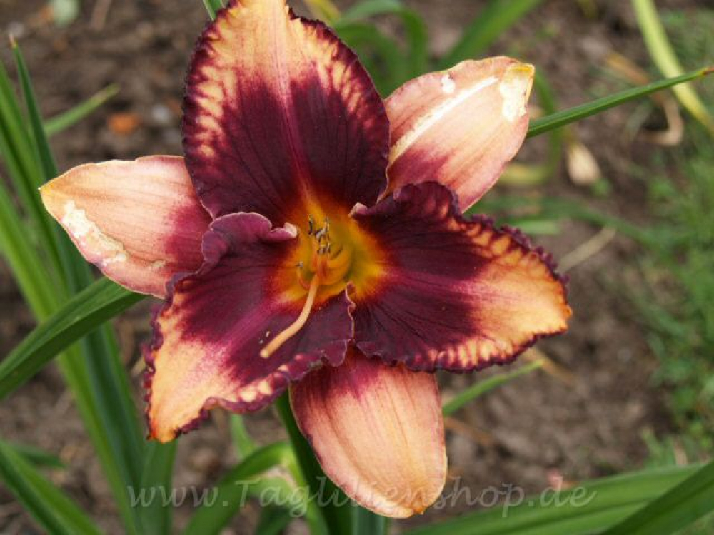 Taglilie Jungle Jack Joiner