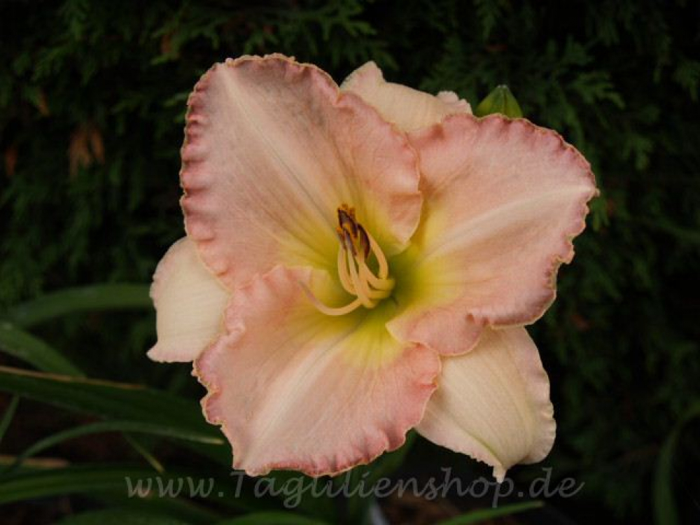 Daylily Keep your Cool