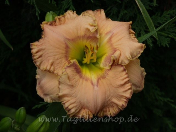Daylily Lady Duck