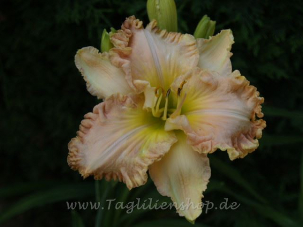 Daylily Ladybug Pathfinder