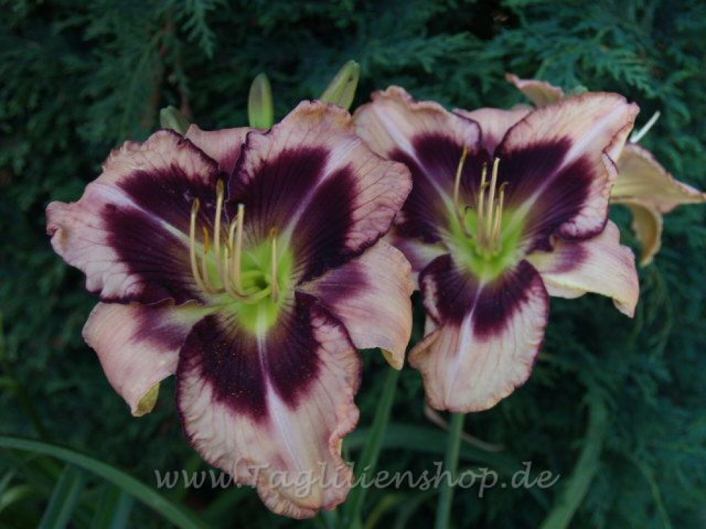 Taglilie Last Frontier