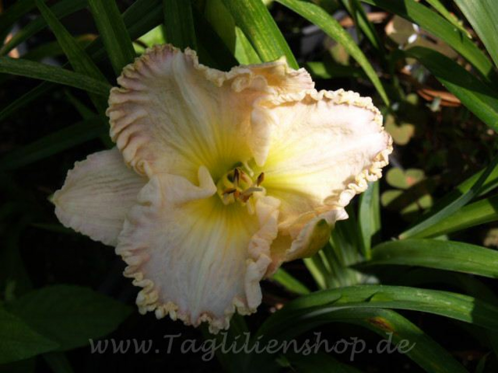Daylily Lavish Lace