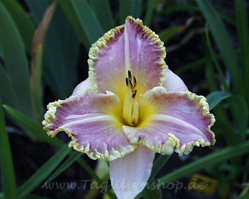 Taglilie Light Years Away