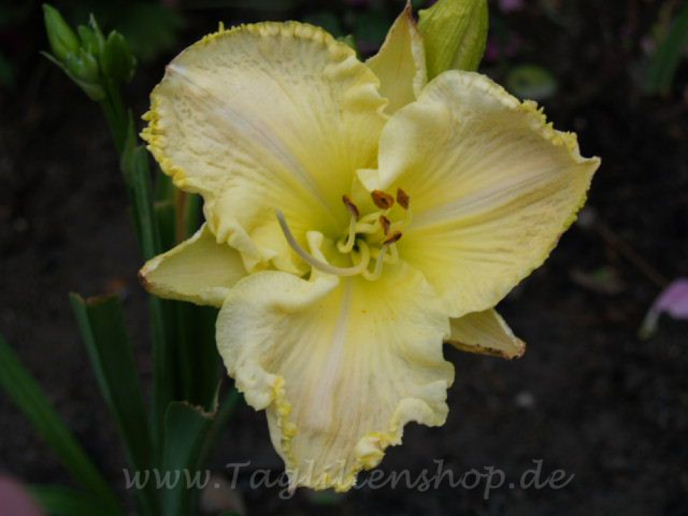 Daylily Lion King