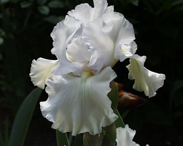 Madera Belle