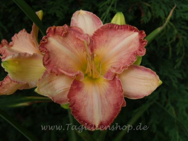 Taglilie Mandarin Cowboy