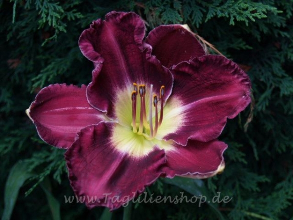 Daylily Marietta Grape Jelly