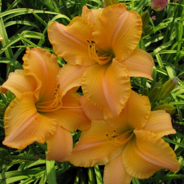 Taglilie MeMe's Garden Party