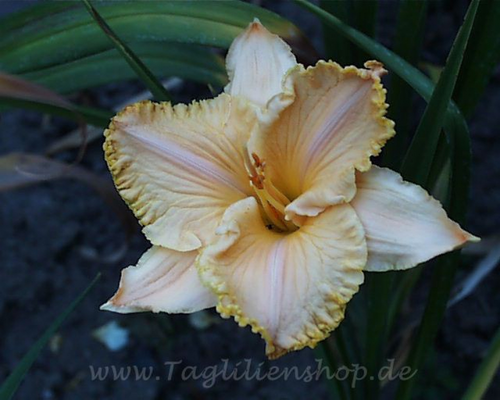 Daylily Moon over Monteray