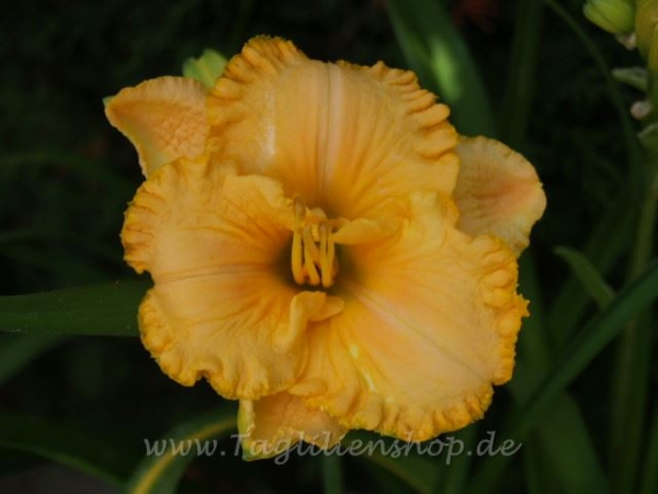 Daylily New Ways To Dream