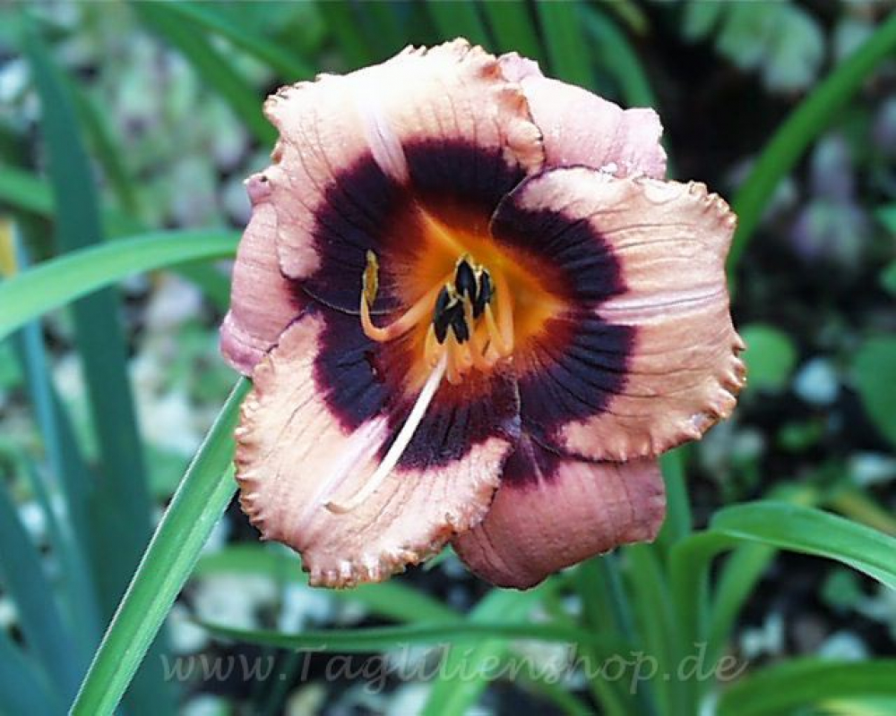 Daylily Nutmeg Spice