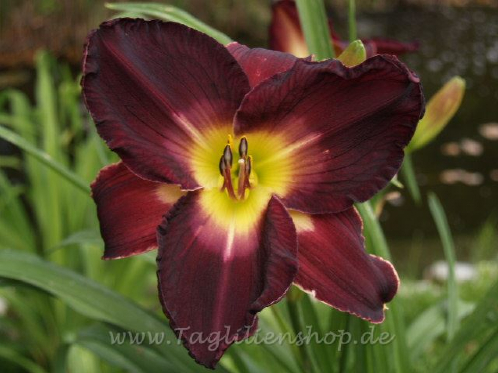 Daylily Off The Deep End