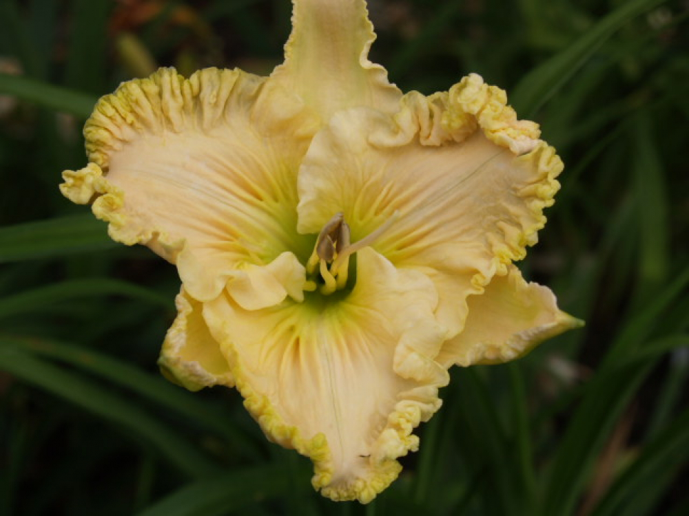 Daylily Our Miss Ruby