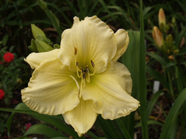 Daylily Jessica Ross