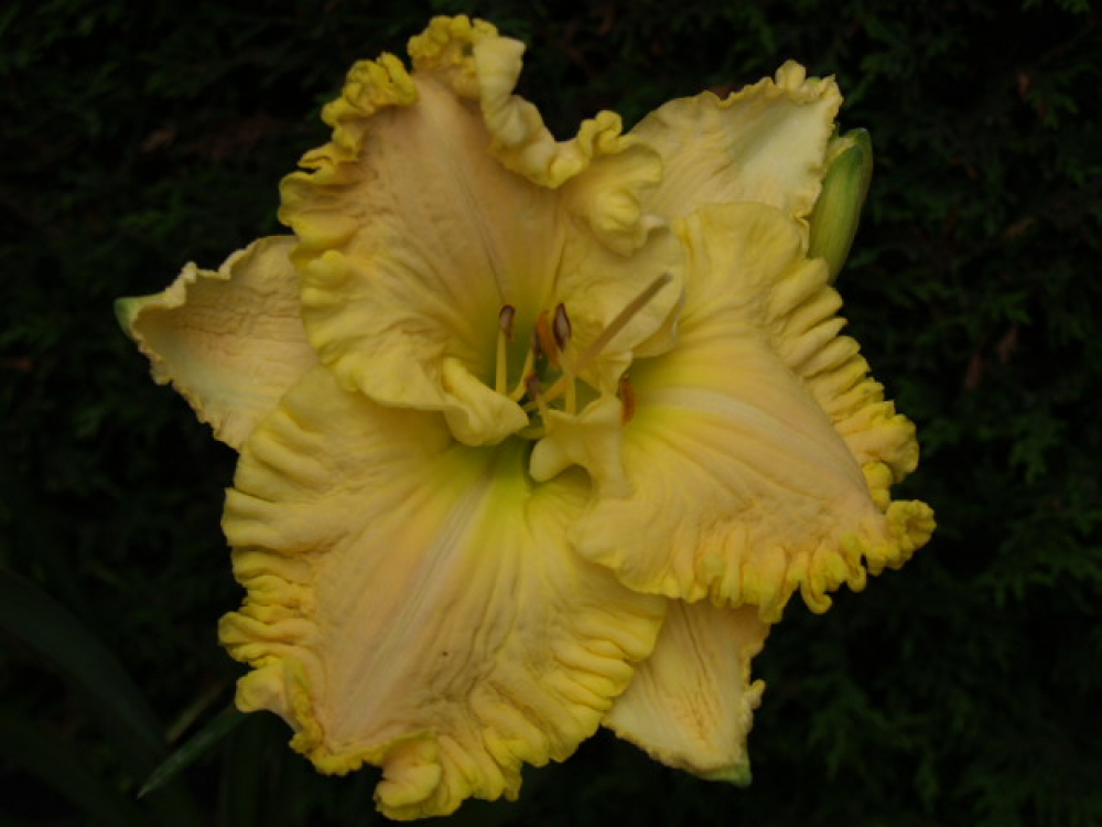 Taglilie Finders Keepers