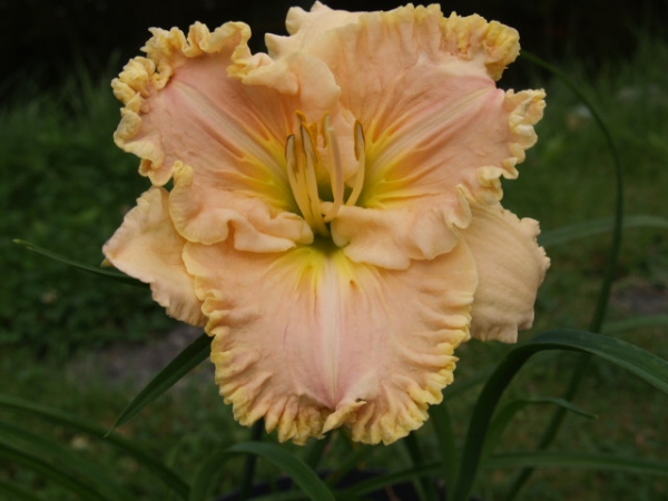 Taglilie Pockets Full Of Sunshine