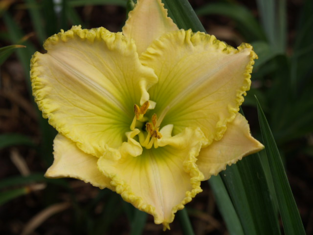 Daylily Green Mystique