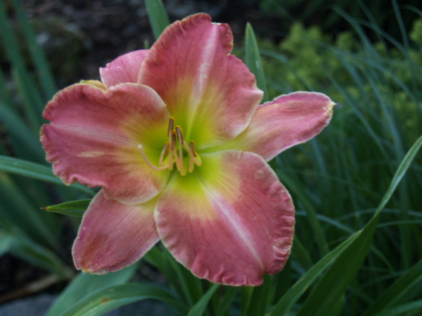 Daylily One Last Dance