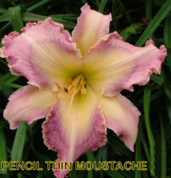 Daylily Pencil Thin Moustache