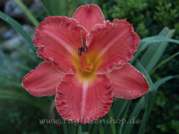 Daylily Pink Aberration