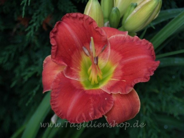 Daylily Please Say Yes