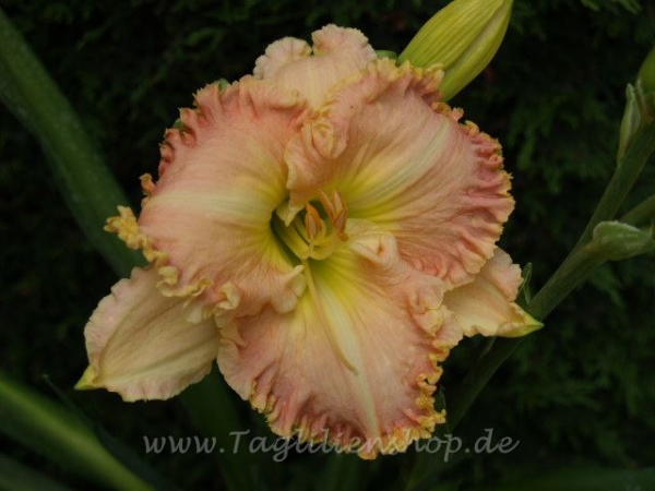 Taglilie Primping For The Prom