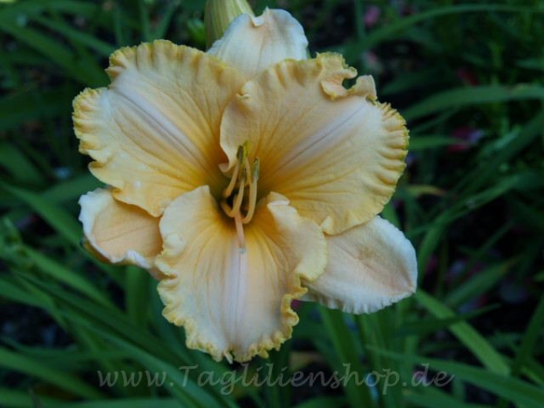 Taglilie Pure and Simple