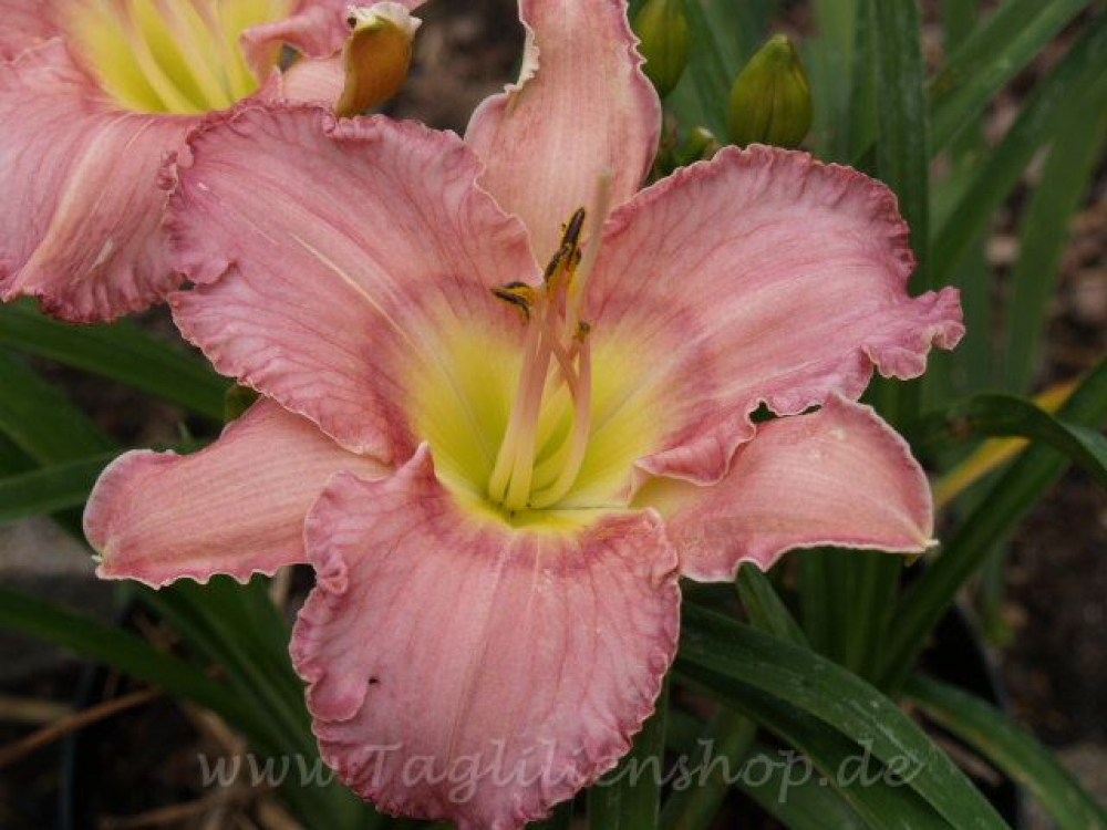 Taglilie Rainbow Drive