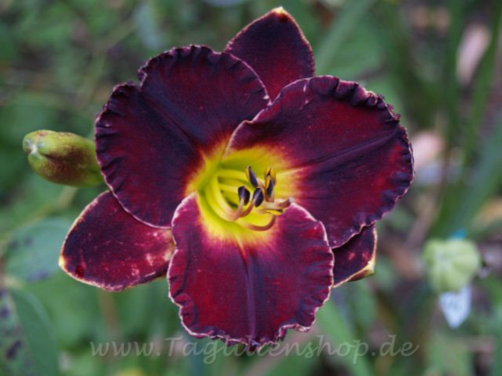 Taglilie Red Peacemaker