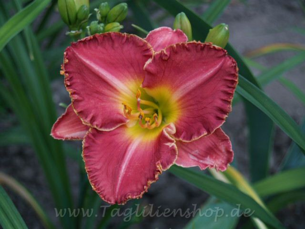 Dayliliy Rose Fireglow