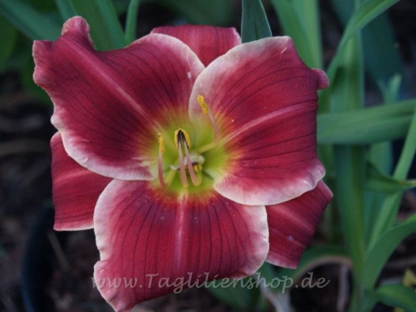 Taglilie Roses in Snow