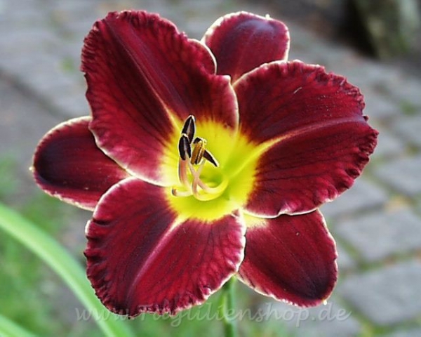 Taglilie Ruffled Storm